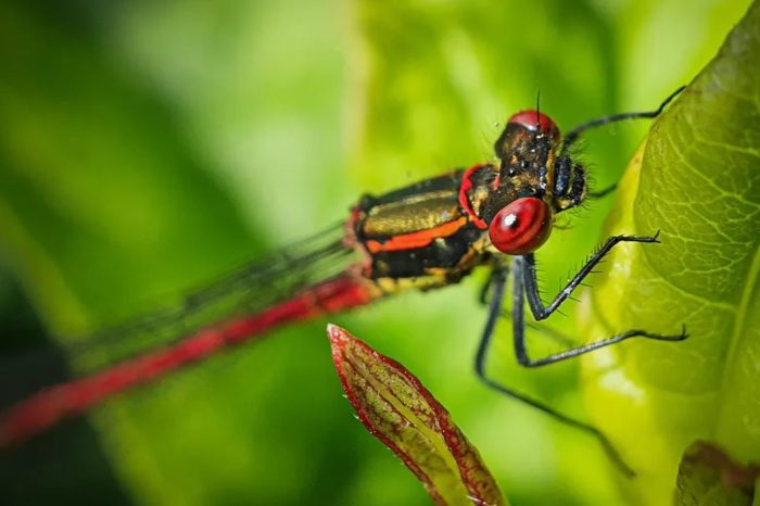 Teknik Fotografi Makro untuk Smartphone