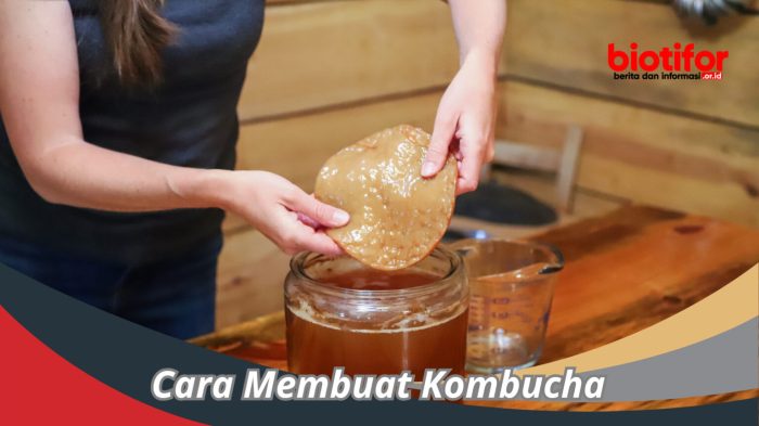 Eksperimen fermentasi: membuat kombucha sendiri