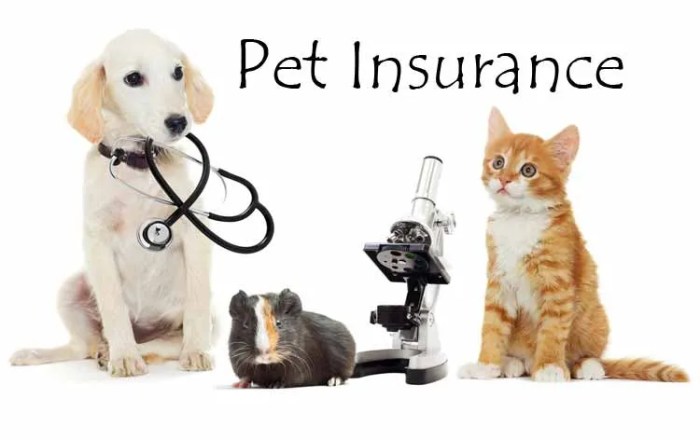 Pet Insurance for Families A Comprehensive Guide